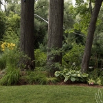 Tall Trees and Green Lawn