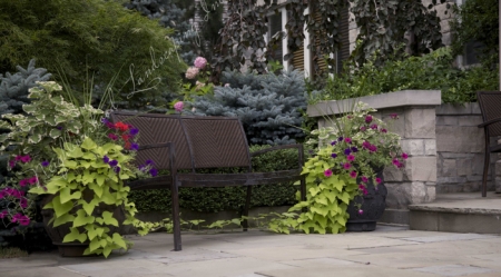 Bench Surrounded by Bushes