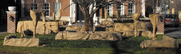 Covered Bushes for Winter