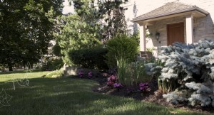 backyard gardening