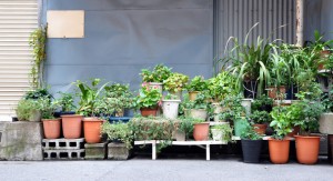 Small plants and flower garden in front of a house