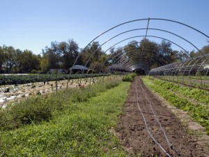 An organic farm.