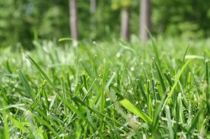 A grassy field