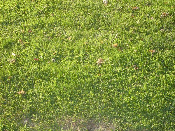 weeds in grass